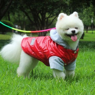 pomeranien vetement pour chien teddy rouge